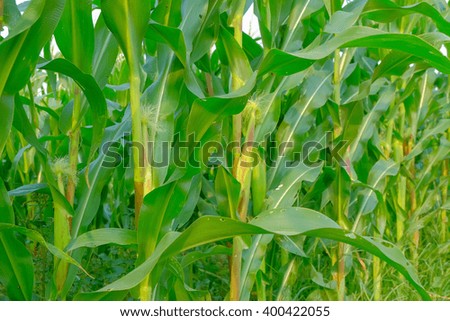 a picture of close up organic corn field.