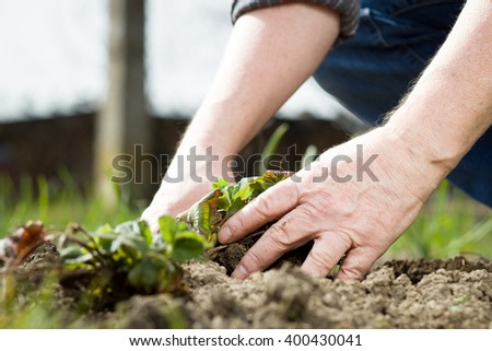An old hand of active senior planting a new plants of healthy, fresh strawberries during lovely spring / summer time; looking concentrated; doing garden work