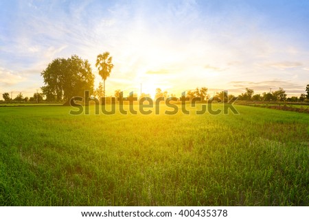 Rice field in morning. Royalty-Free Stock Photo #400435378
