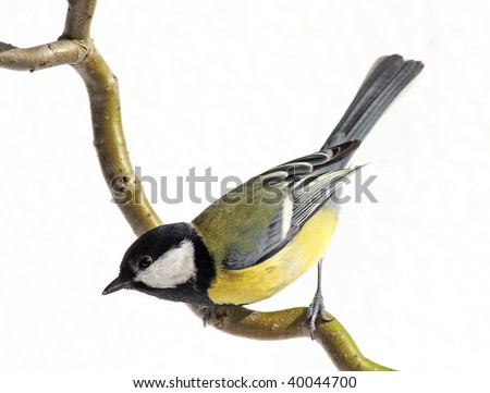 great tit on a branch, looking down, on white Royalty-Free Stock Photo #40044700