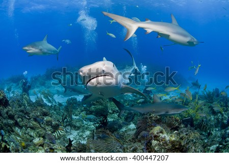 Tiger shark from the front with caribbean reef sharks in clear blue water and videographer / photographer in the background.