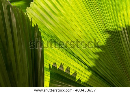 Green palm Leaf background.