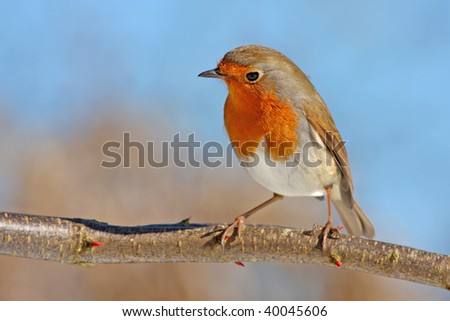 red robin on a branch, against the sky