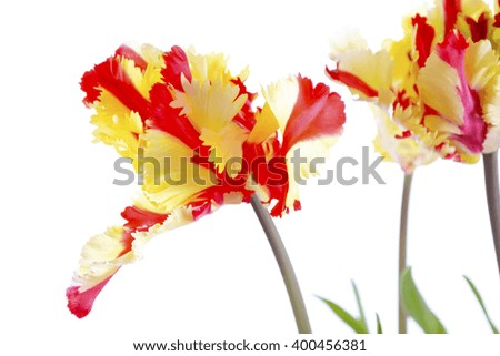 Stunning springtime Flaming Parrot Tulip flowers against a white background. 