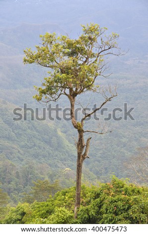 Alone tree on the mountain (Winter season)