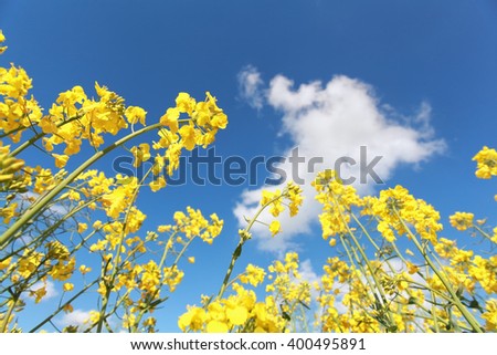 yellow rapeseed flower over blue sky