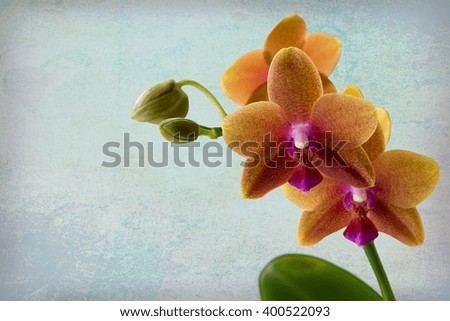 A stunning mocha colored orchid displays it beauty on a second layer of a contrasting, vintage antique paper background with copy space.
