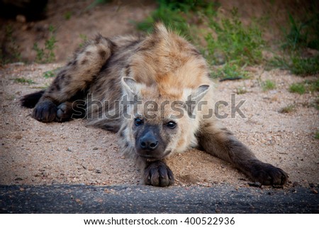 Spotted Hyena Kruger National Park South Africa