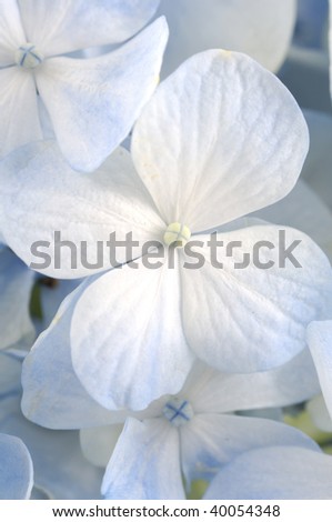 Light blue hydrangea flowers