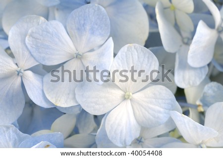 Close up Light blue hydrangea flower