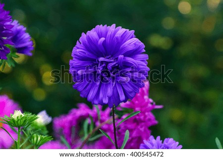 Beautiful  purple flower of aster. Close up with blurred background.