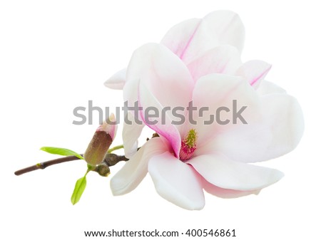 twig with fresh  pink magnolia open  flowers isolated on white background