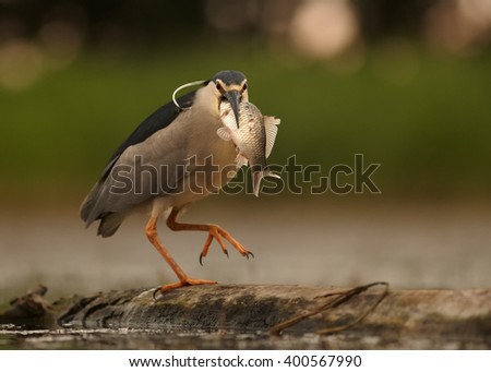 Close up photo of water bird Black-crowned Night Heron, Nycticorax nycticorax from front view, with big fish in its beak, walking on old trunk submerged in water against blurred background.