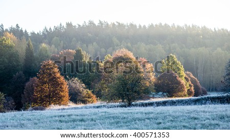 fir trees on a meadow down the will to coniferous forest in foggy forest in latvia