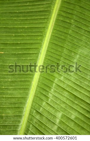 The palm leaf. Green leaf. Background