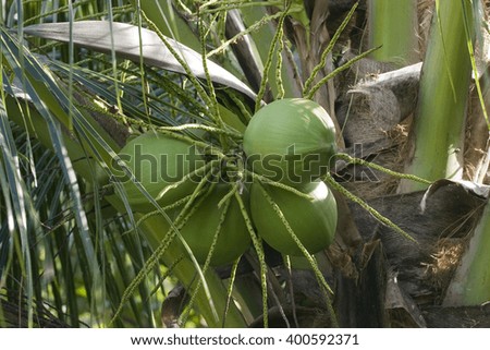 The top of a coconut palm tree (Cocos nucifera) with coconuts on Rang Beach, Danang or Da Nang, Central Vietnam, Vietnam, Asia