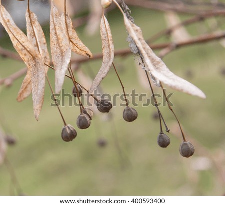 dry fruit on the branch as a background