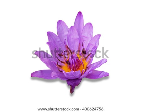 Beautiful lotus(Single lotus flower isolated on white background)    