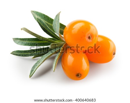 Sea buckthorn isolated on the white. With clipping path.
 Royalty-Free Stock Photo #400640683