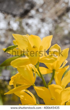 Beautyful yellow orchid 