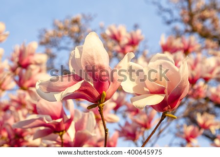 Saucer Magnolia (soulangeana)