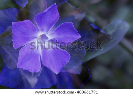 artistic composite macro single large periwinkle vinca major flower