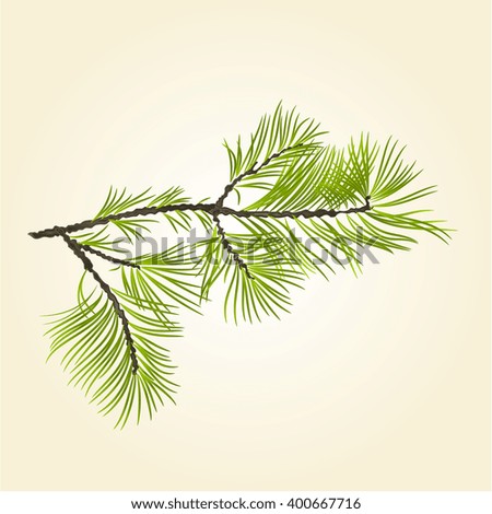 Branch Pine conifer natural background vector illustration