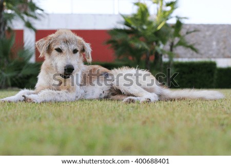 Dog lying on the grass