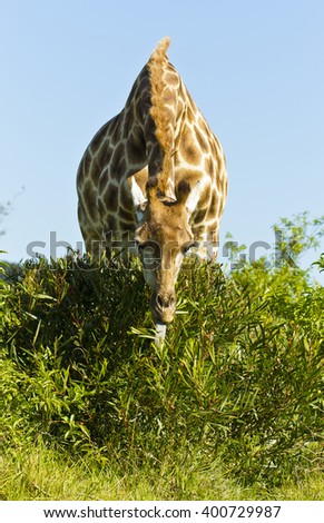 Young giraffe eating green leaves off a low bush 