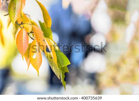 yellow leaves on branches in autumn