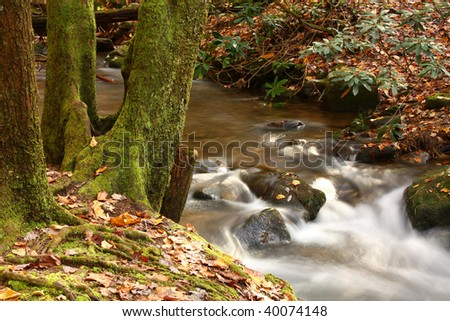 Stream and Tree Lined Bank in the Fall