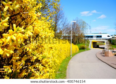 Forsythia(Golden bell flowers) in spring at Tikkurila park and train in background, Finland Royalty-Free Stock Photo #400746154