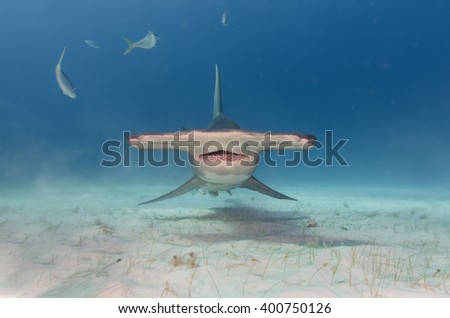 Front of a Great hammerhead shark 