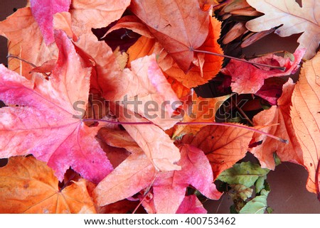 abstract color leaves as very nice natural background