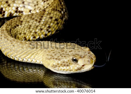 Mexican west coast rattlesnake (Crotalus basiliscus) isolated on black background