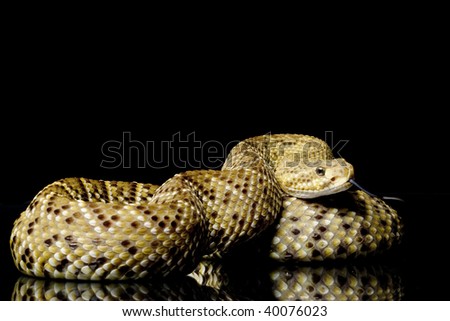 Mexican west coast rattlesnake (Crotalus basiliscus) isolated on black background