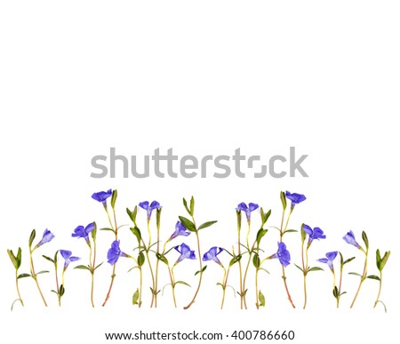  Periwinkle flowers isolated on white background. Blank greeting cards, happy birthday, invitation to the wedding. 