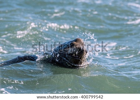 Male sea lion seal coming to you to attack with open mouth