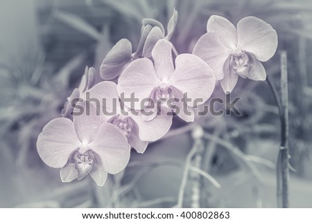 Amazing flower orchid. Incredible stylish background with pastel colors to create an atmosphere of luxury, respectability and uniqueness. Texture Strong blurred. There are "grainy" and tinting