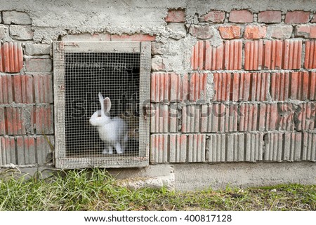 A rabbits in a farm cage in the countryside.
