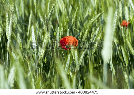   a blooming red poppy growing in the agricultural field, where they grow wheat