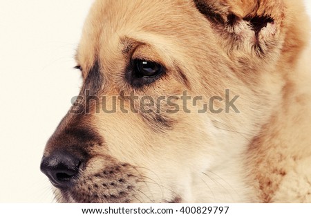 cute puppy dog isolated over white background