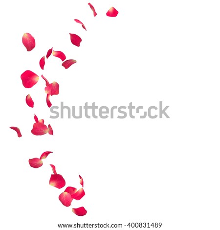 The red rose petals are flying in a circle on isolated white background. There is a place for Your text or photo Royalty-Free Stock Photo #400831489