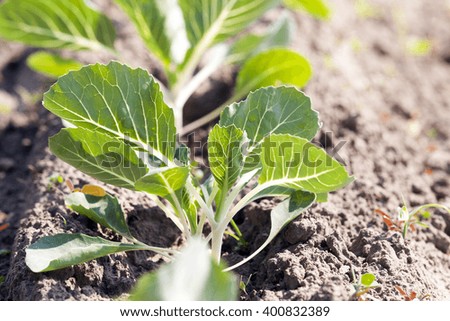 green cabbage growing in an agricultural field in summer