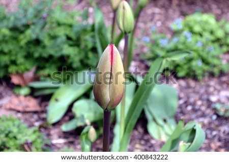 young red tulips growing in the park