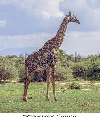 Alone giraffe on the background of a thundercloud in the Lake Nakuru National Park - Kenya, Eastern Africa