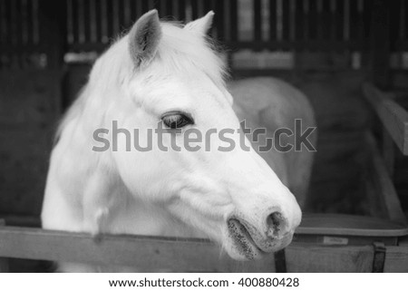Close-up of brilliant white farm-yard pony in stable.