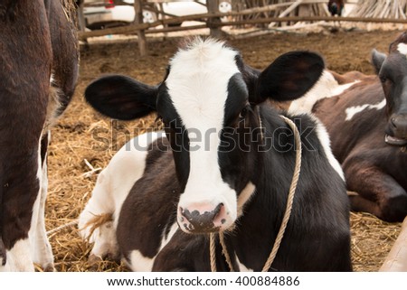 Line of Black and white , milk cow in a farm Thailand,focus