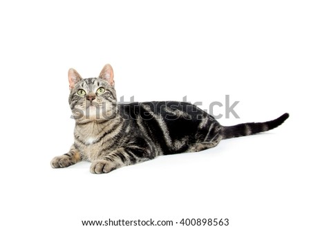 Cute tabby cat playing down isolated on white background