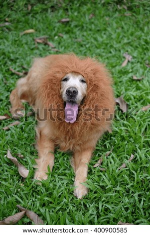 Dog Golden Lion wig.